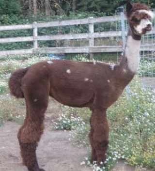 Alpaca For Sale - Almost Paradise Farms Evita at Almost Paradise Farms